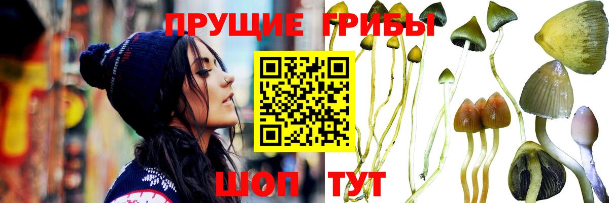 где найти   Вход с VPN  Чистополь  Псилоцибиновые грибы мицелий 
